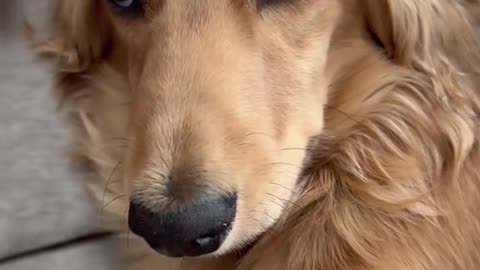funny comfortable expression of dogs #funnyvideos😂 #haha #pets #petlover