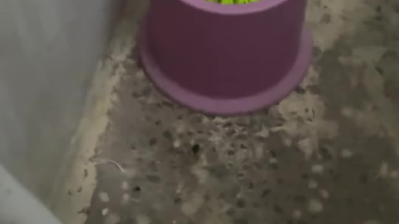 Reflective Exoskeleton Bug in Sri Lanka