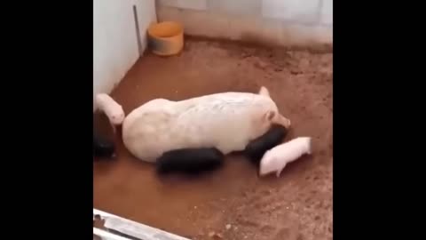 Cute Baby Animals Videos Compilation _ Funny