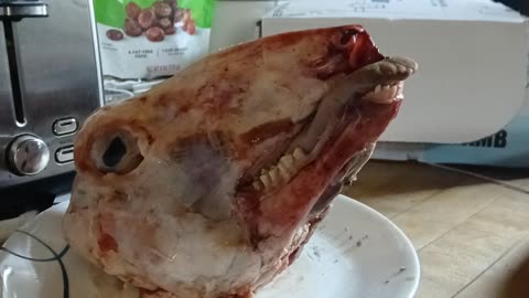Here's looking at ya. Viewer discretion advised.