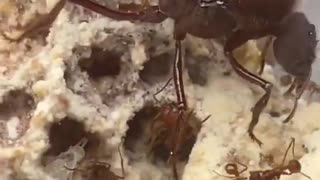 this is my first time seeing a queen ant