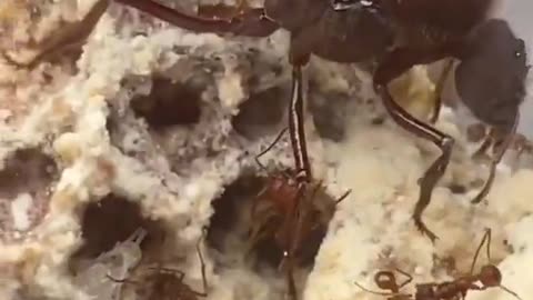 this is my first time seeing a queen ant