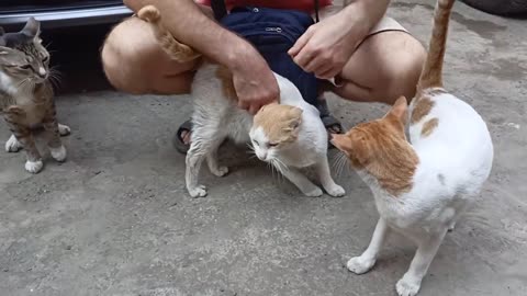 Street Cat Showdown: Feline Feud for My Attention!