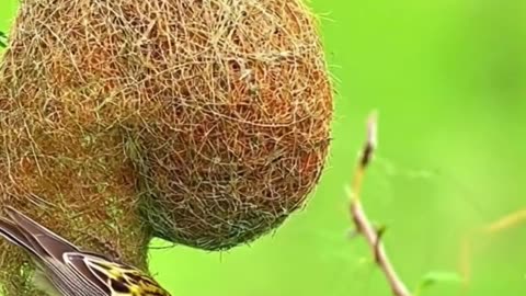 Weaver Inspection in nest