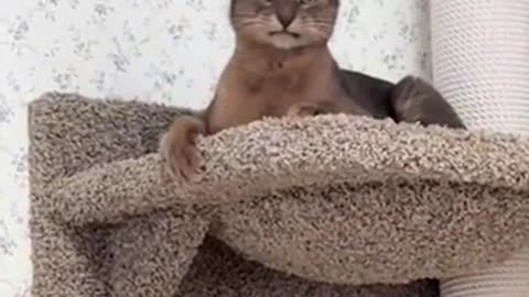 🤯🦁 Wait Till You See This Hilarious Lion King Reenactment! | FunFM