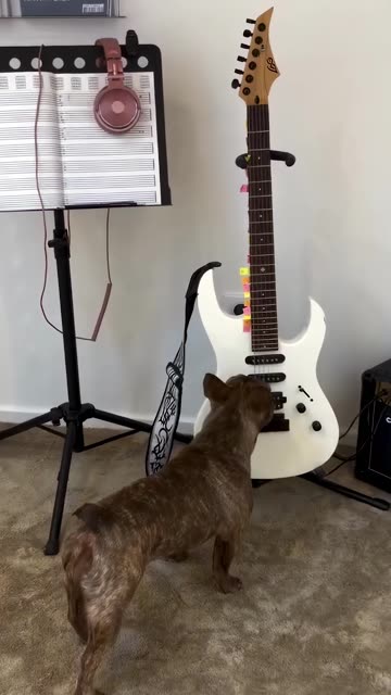 Gigi the Frenchie Playing Guitar