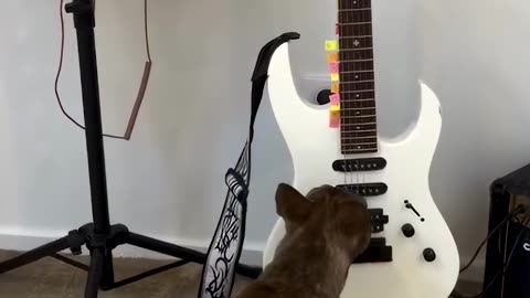 Gigi the Frenchie Playing Guitar