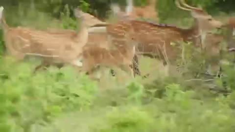 A tiger grabs a baby deer