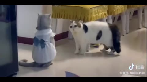Funny Pets Compilation! Hilarious & Adorable Moments