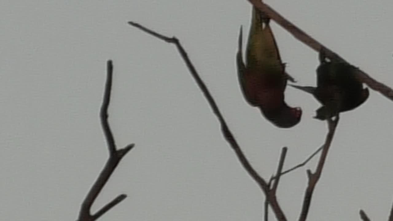 Fighting Lorikeets 3