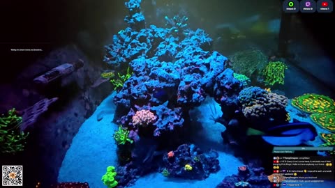 24/7 Real Live Reef Stream