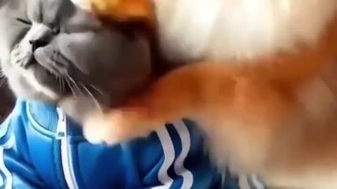 Cat And dog funny Movement 😄😂 #trending #funny #ai #shortvideo #viralvideo
