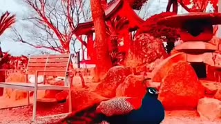 Rare Animals Funny Animals Birds Videos