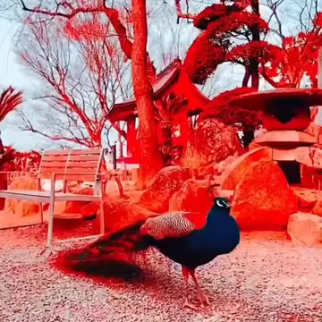 Rare Animals Funny Animals Birds Videos