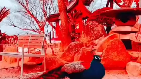 Rare Animals Funny Animals Birds Videos