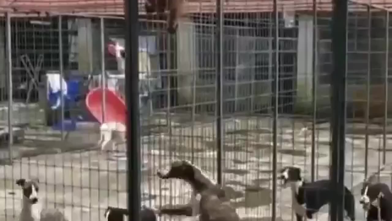 Why stay in jail when I can escape?