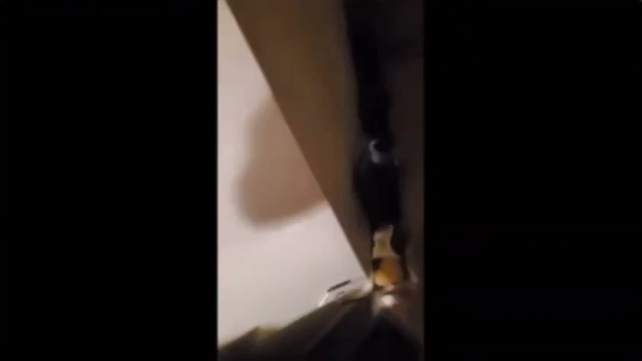 Aubri brow abusing her cats exposed