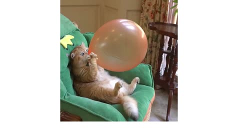 Boom,Scared me! #exlittlebeans #funny_cats #cat #funny_videos