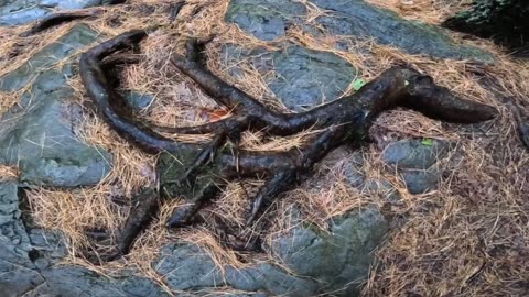Rad Roots