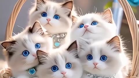 Cat funny dance video #cat#catlover#viral#trending #13
