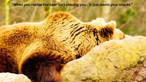 “Funny Bear Moments That Will Make You Laugh” “When Bears Act Like Humans 😂”