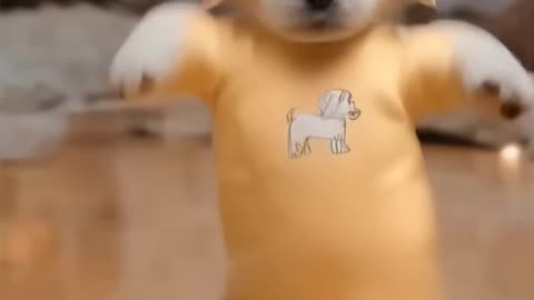 Dancing puppy cute little dog🎀