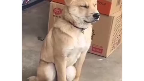 Sleepy dogz