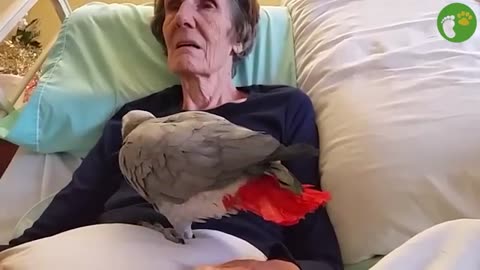 20 Times When Animals Reunited With Owners After Years Make You Cry in a Special Way #2