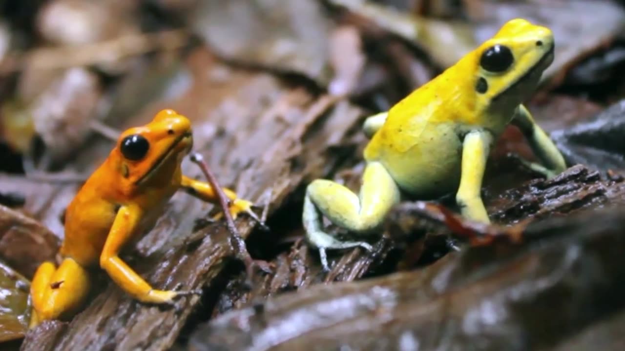 Esta rana venenosa es considerada uno de los animales más tóxicos de la Tierra