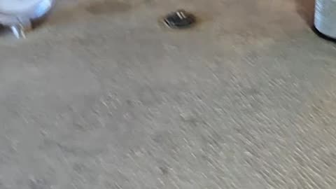 Starting my canning journey with a vintage canner!