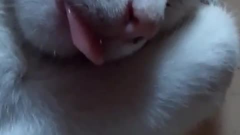 Curled Up Cat With Tongue Out😴👅