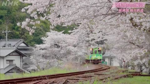運転席からの風景10min. 桜満開 錦川鉄道・JR土讃線