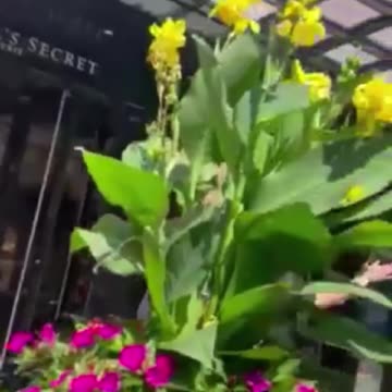 Yves Engler Caught In Montreal Harassing Individuals