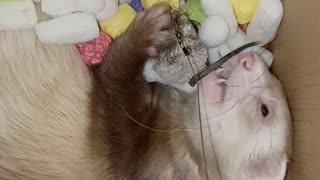 So tired...but..must..keep..playing