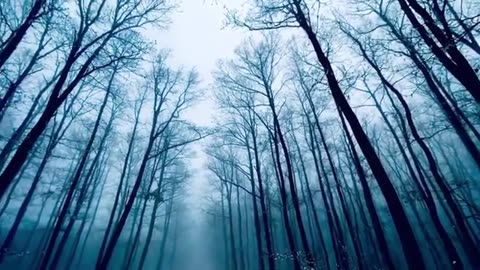 Forest 4K & HD Stock Videos