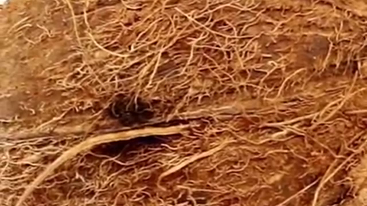 Benefits Of Nariyal