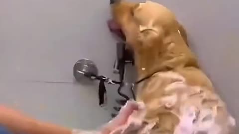 Have You Ever Seen Dogs Act This Crazy? 🐶🤣