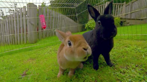 Mi Mascota y Yo - T03E12 - Ivy, el Conejo