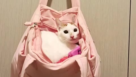 😴🐱 The Slow Blink! | FunFM