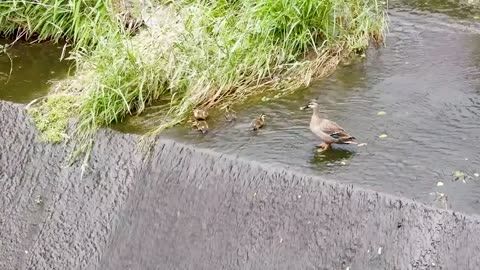 A duckling in danger! Mother refuses to abandon baby & jumps down to help.
