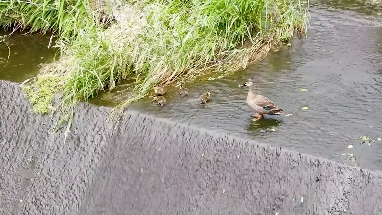 A duckling in danger! Mother refuses to abandon baby & jumps down to help.
