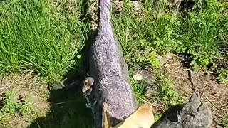 Log monster's creative nature