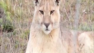 puma