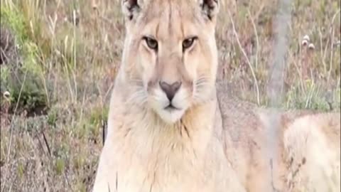 puma