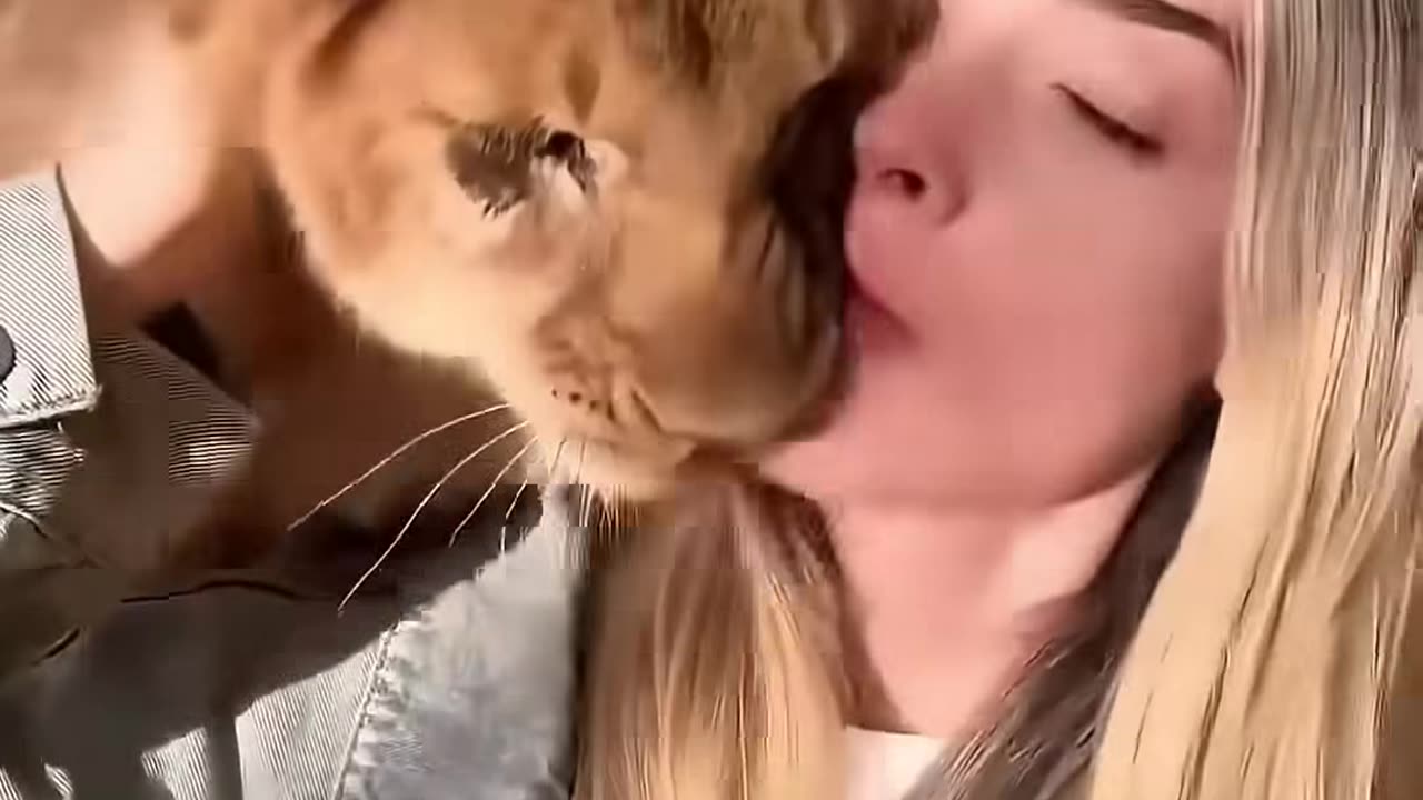 This couple rescued an injured lion cub and raised him with love