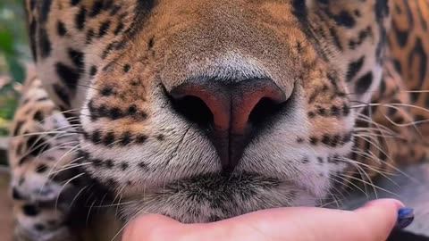 Adorable Round-Headed Cuddle! 🐆🤗✨