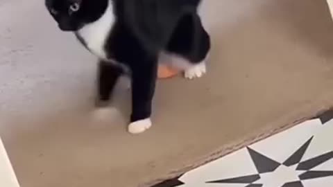 When Your Cat Thinks She’s a Ninja 🥷🐾"