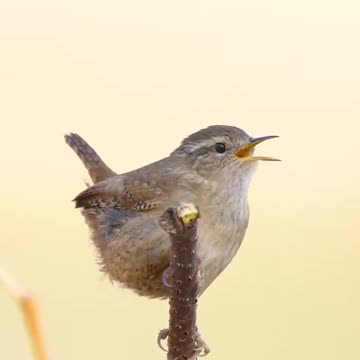 this bird song is perhaps the most peaceful song of all time.