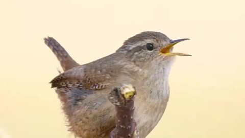 this bird song is perhaps the most peaceful song of all time.