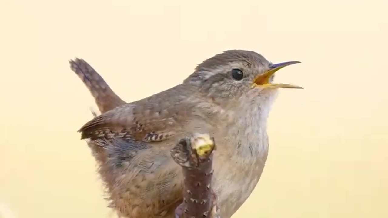 this bird song is perhaps the most peaceful song of all time.